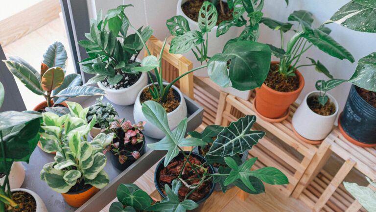 Houseplants & Air Quality: How to Create a Healthier Home Naturally