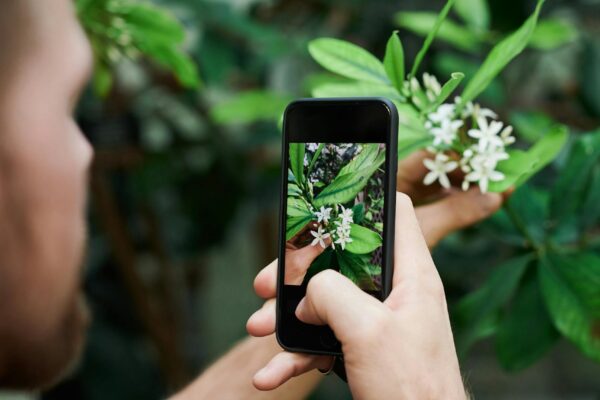 Adult man photographing white flowers with a smartphone in a lush green environment.