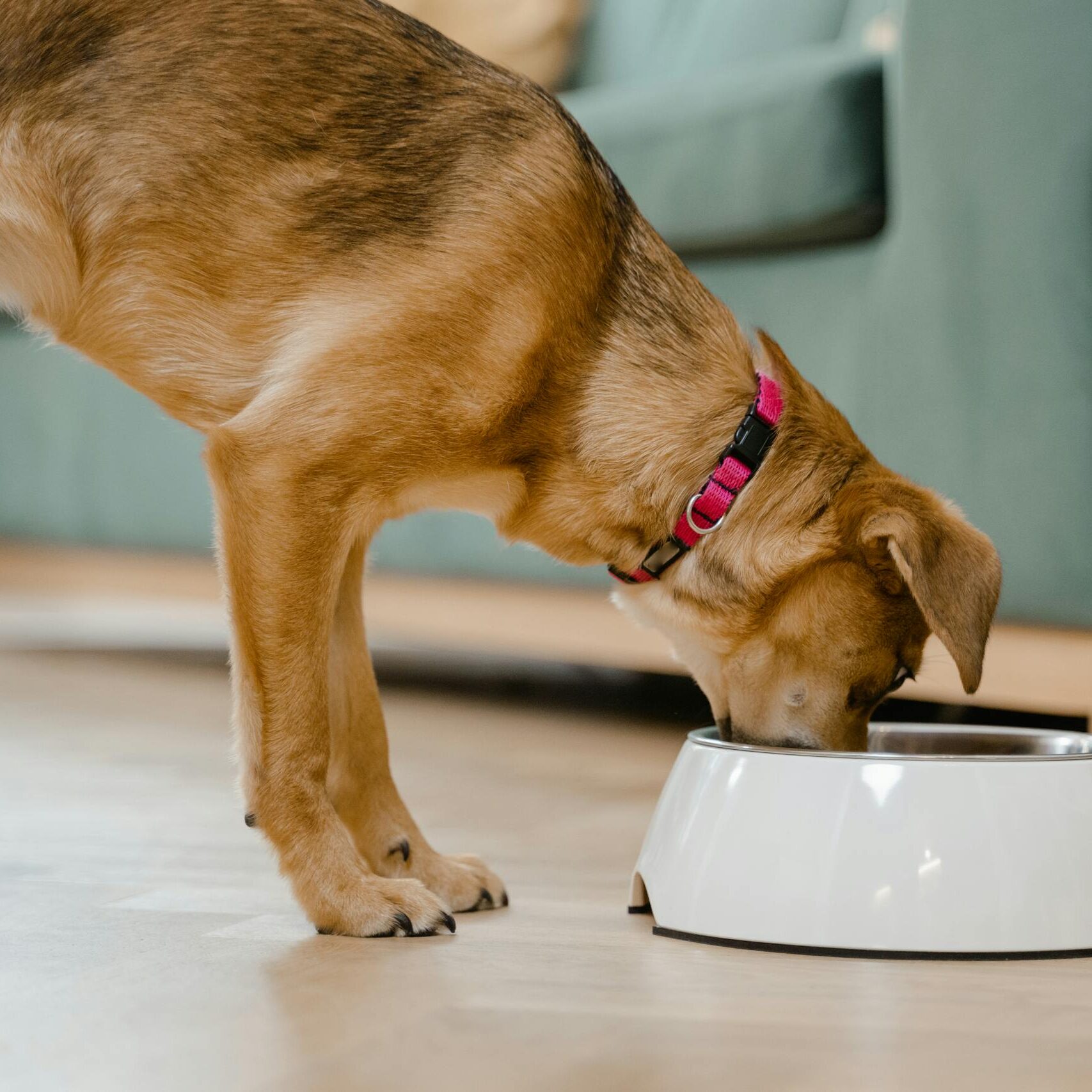 A domestic dog wearing a pink collar eats from a white bowl inside a home.