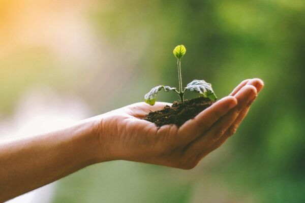 A hand gently cradles a young sprout in soil, symbolizing nurturing and growth.