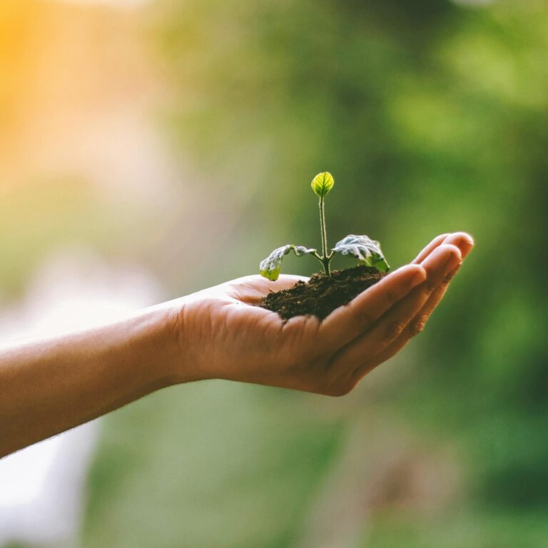A hand gently cradles a young sprout in soil, symbolizing nurturing and growth.