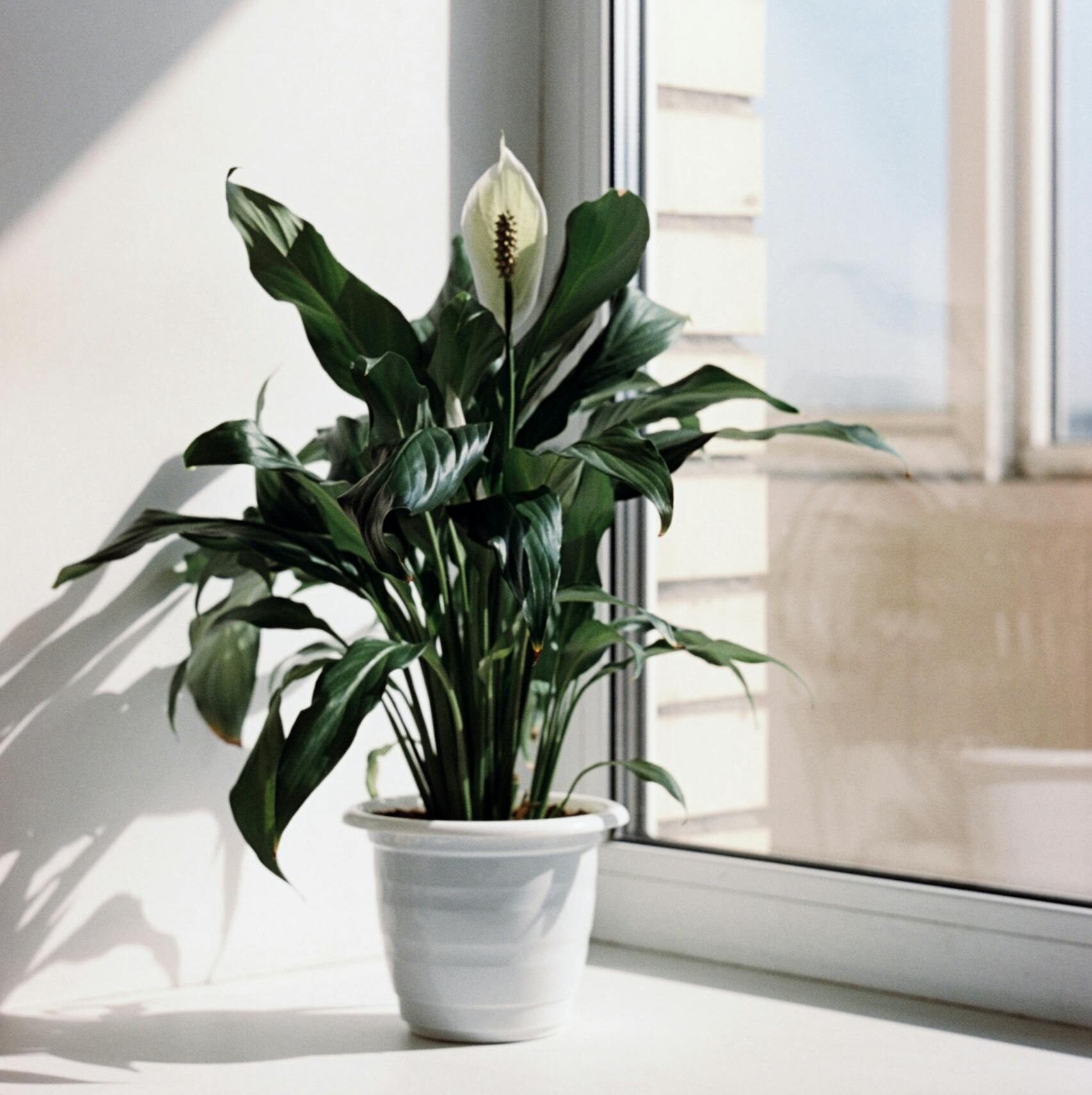 A peace lily (Spathiphyllum) in a pot, basking in sunlight on an indoor windowsill.