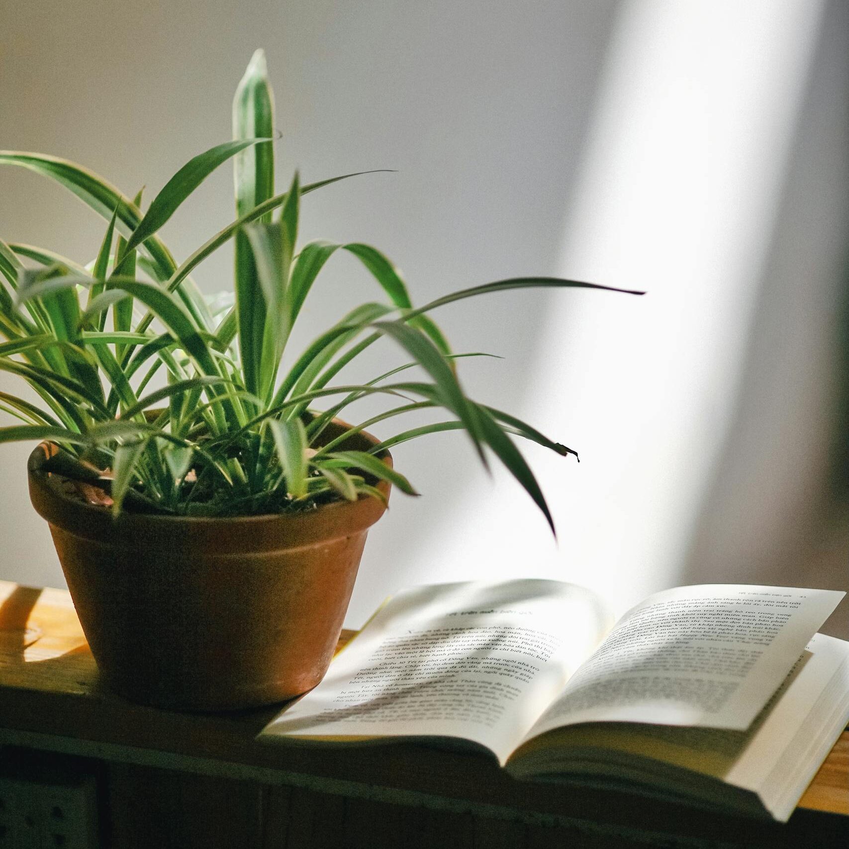 A potted plant and open book on a sunlit shelf indoors, ideal for relaxation visuals.