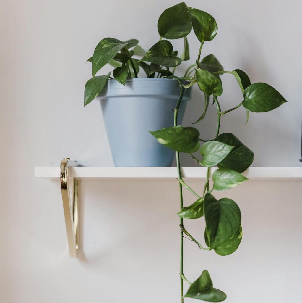 A vibrant green Scindapsus plant in a blue pot on a simple white shelf.