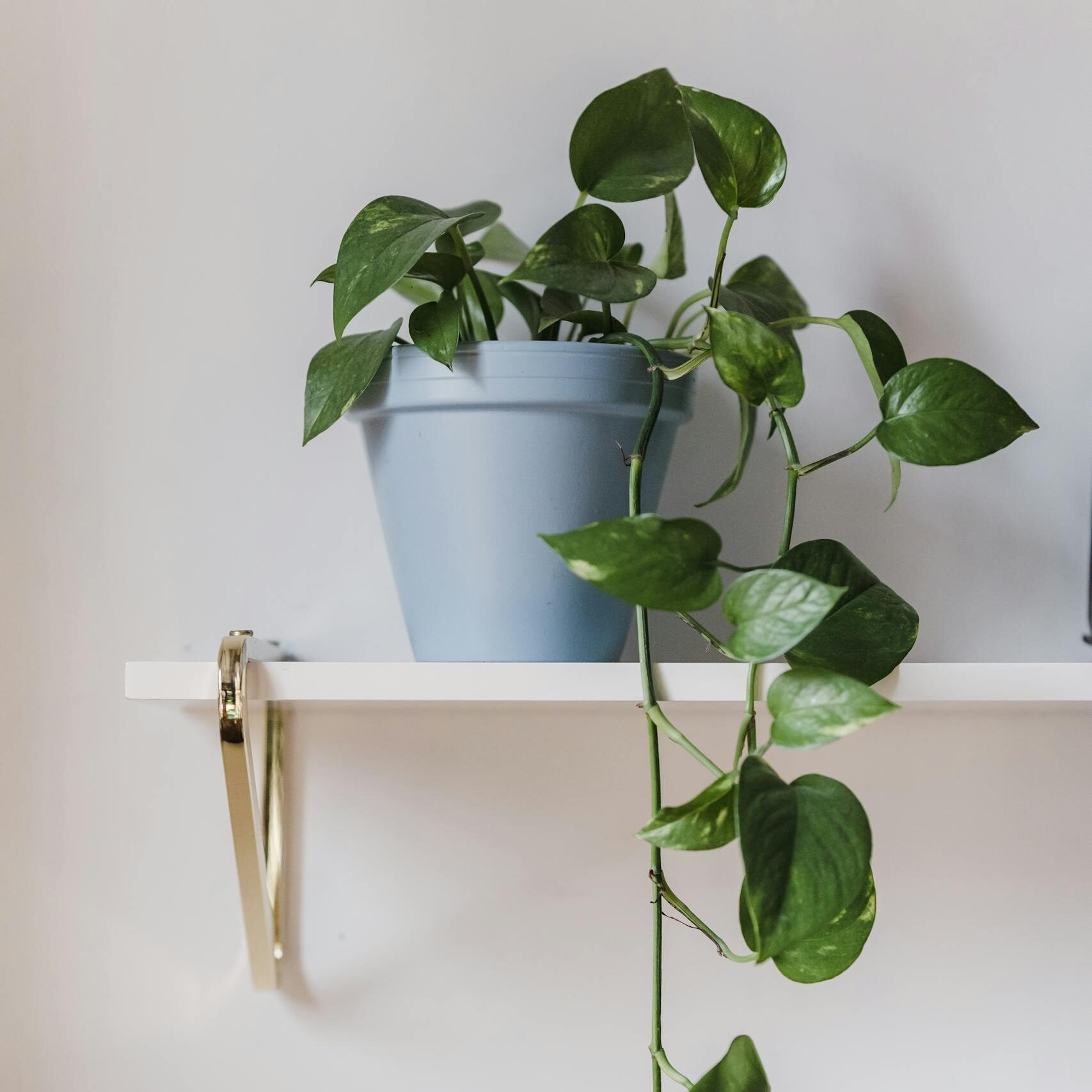 A vibrant green Scindapsus plant in a blue pot on a simple white shelf.