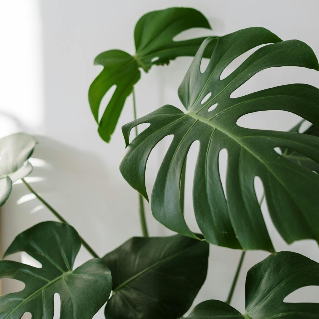 Bright image of Monstera Deliciosa leaves with sunlight indoors, creating a modern aesthetic.