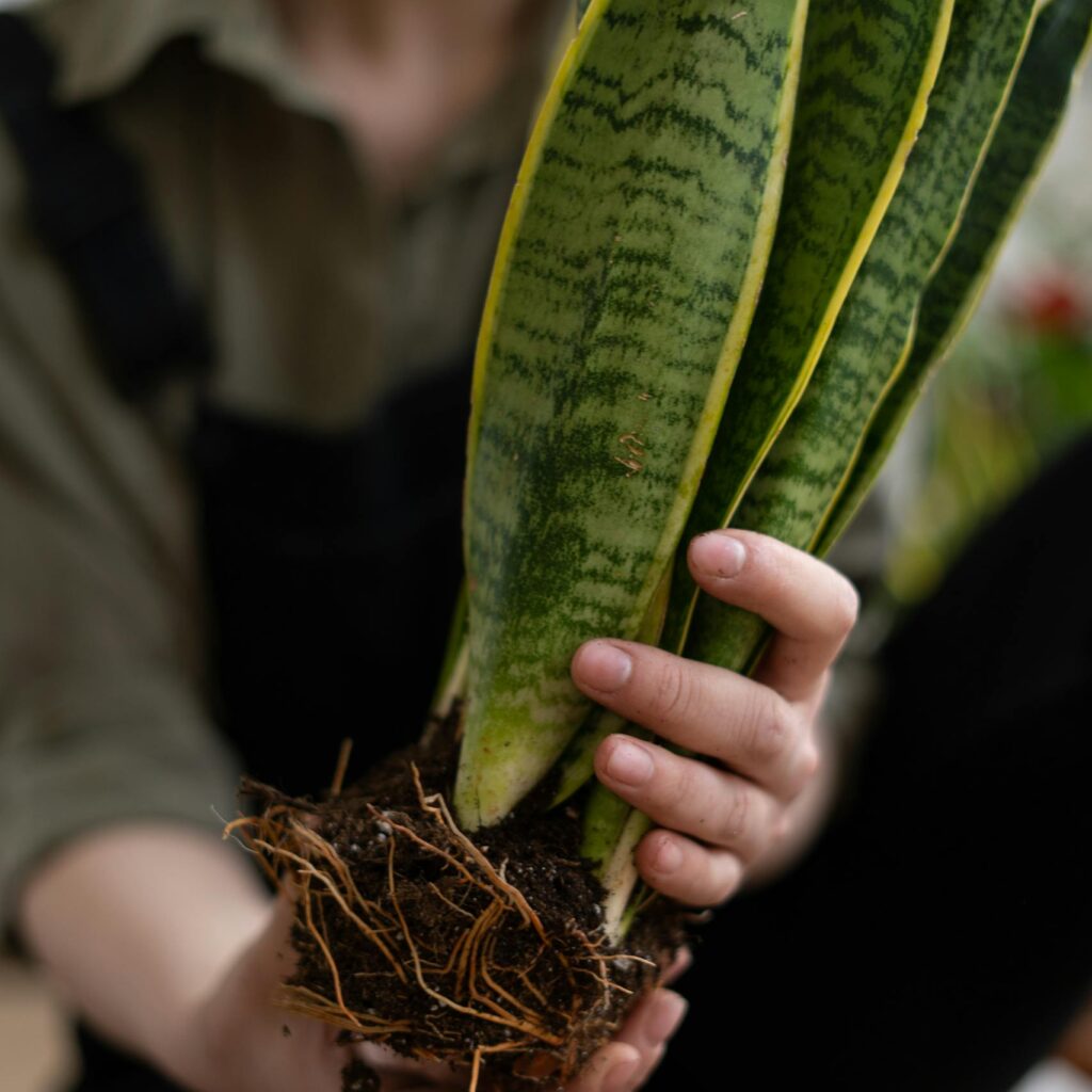 Close-up of a snake plant being held for repotting. Ideal for home gardening themes.