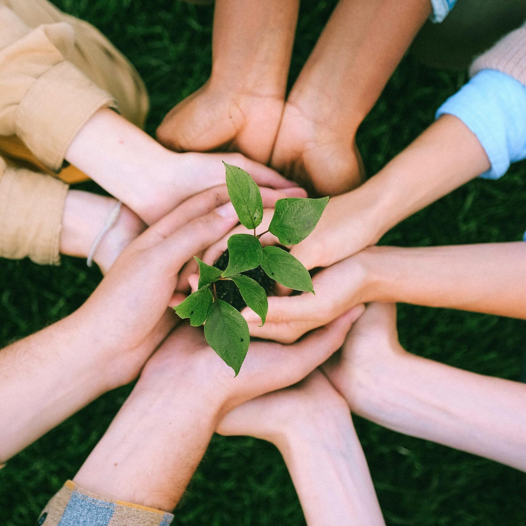 Hands united around a plant symbolizing teamwork and eco-friendly efforts outdoors.