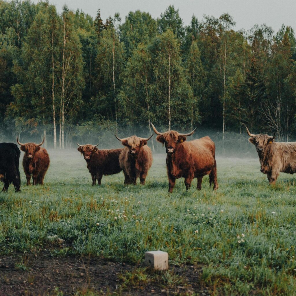 Highland cattle in a misty meadow with lush greenery, capturing serene farm life.