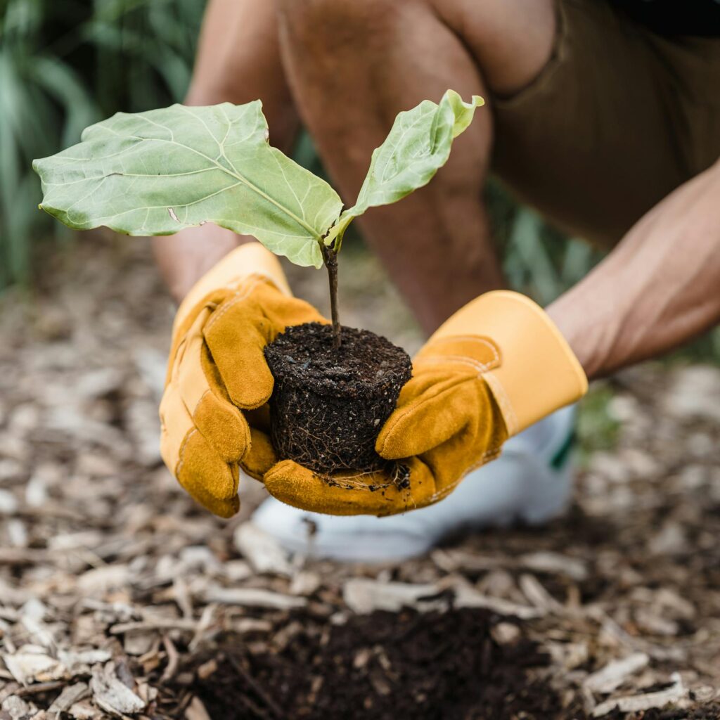 Man wearing gloves plants a seedling outdoors, promoting new life and sustainability.