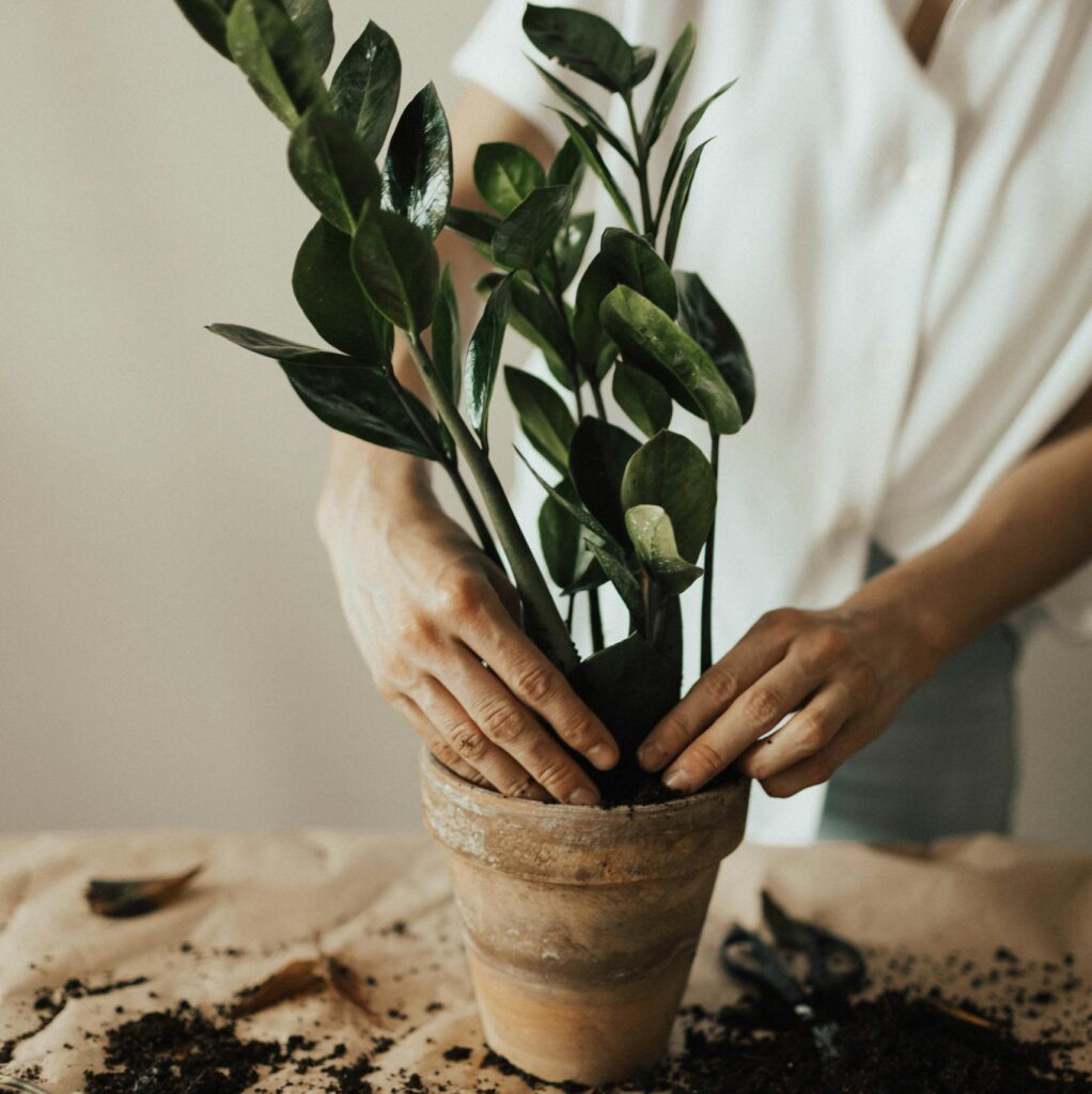 Person potting a houseplant with soil, showcasing indoor gardening practice.