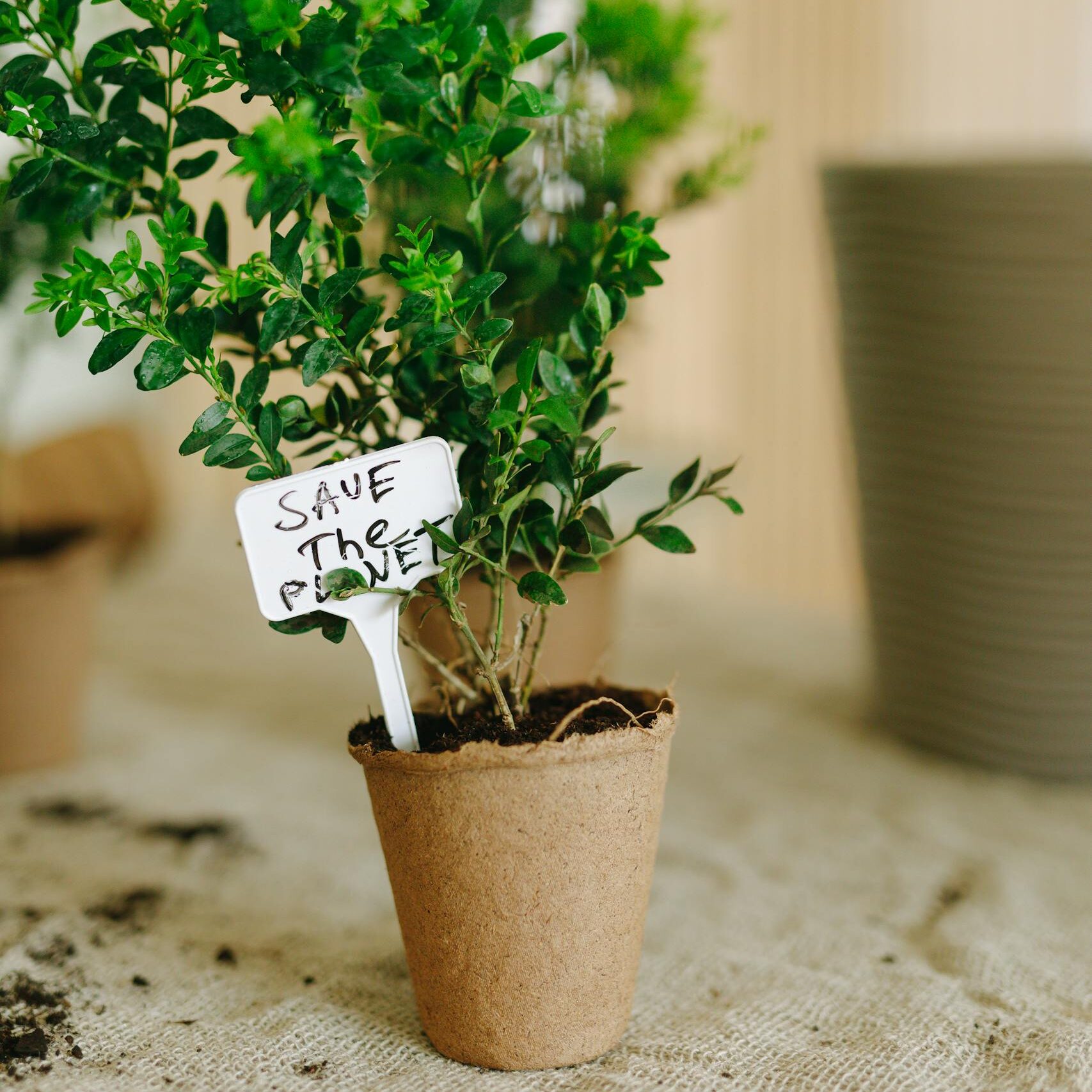 A vibrant indoor plant in a biodegradable pot with a 'Save the Planet' sign, symbolizing eco-consciousness.