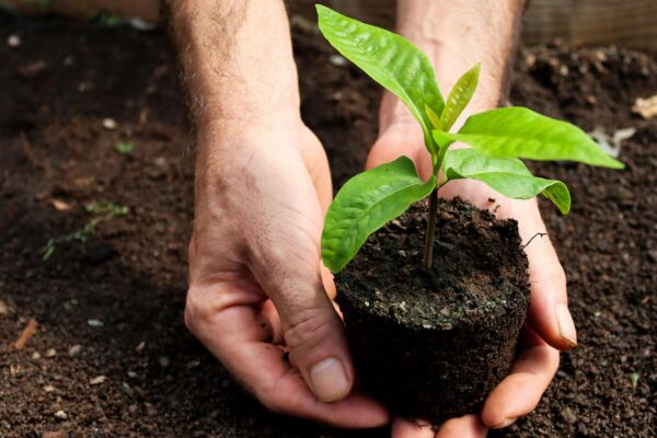 Close-up of hands carefully planting a small sapling in nutrient-rich soil, symbolizing growth and sustainability.
