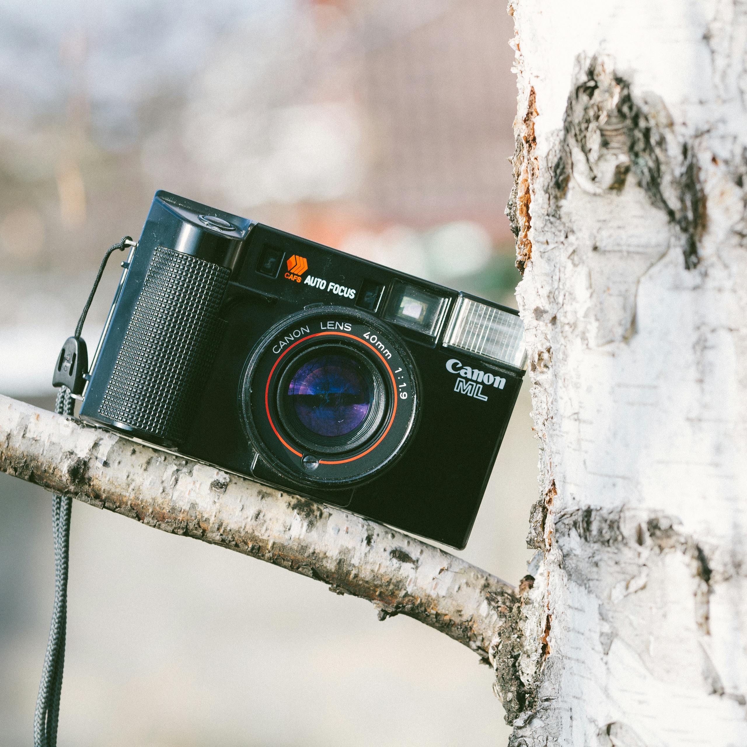 Vintage Canon camera nestled in a tree, highlighting retro photography equipment outdoors.