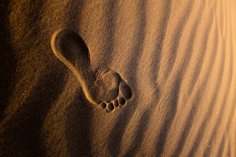 7 Websites to Check Your Carbon Footprint (and See Where You Can Improve)