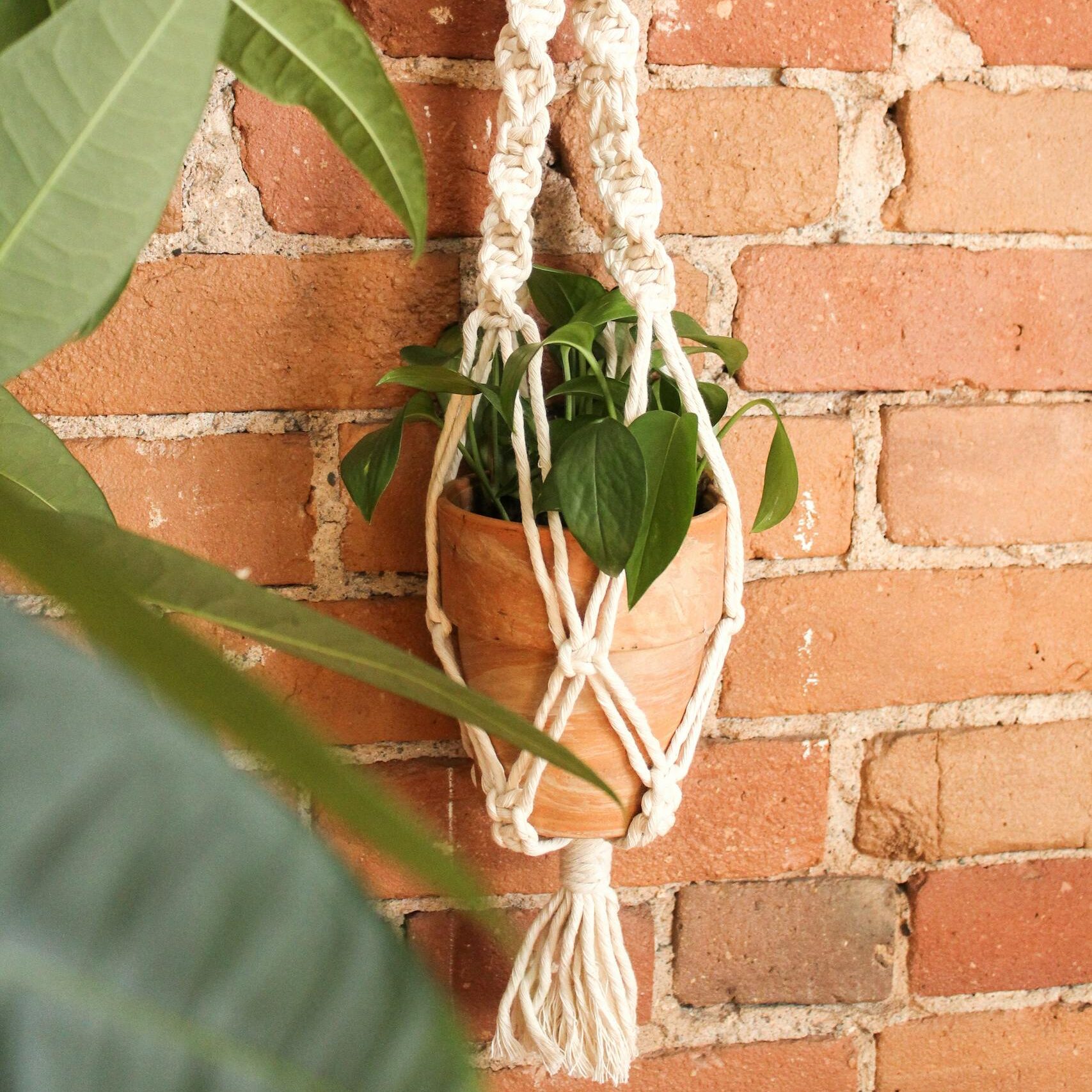 A potted plant in a macramé hanger against a rustic brick wall.