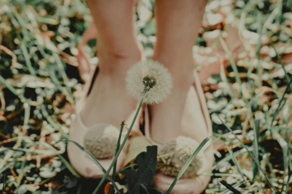 Close-up of a woman's feet in pink shoes standing in green grass with a focus on a blooming dandelion.