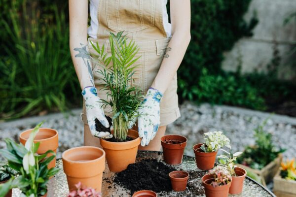 A person gardening by planting an areca palm in a terracotta pot outdoors.