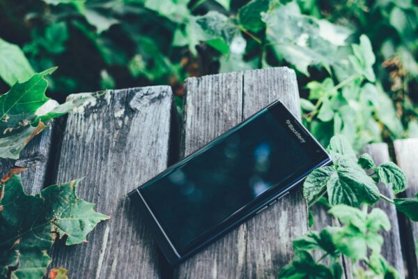 A Blackberry smartphone rests on a weathered wooden surface surrounded by green ivy leaves.