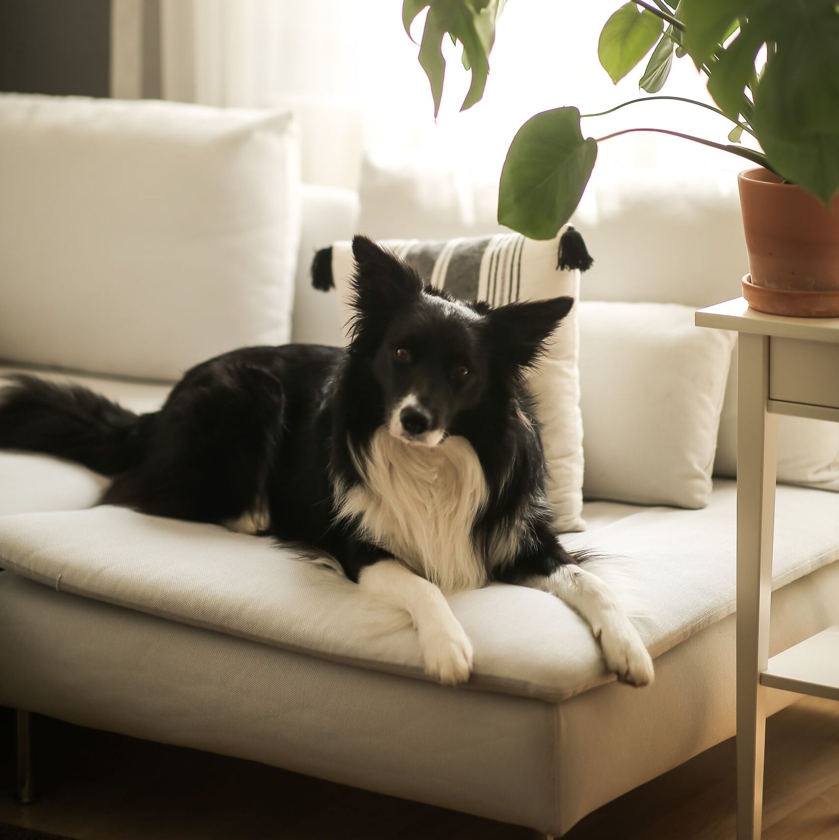 A serene Border Collie lounging on a modern couch, next to a lush green plant, in a softly lit room.