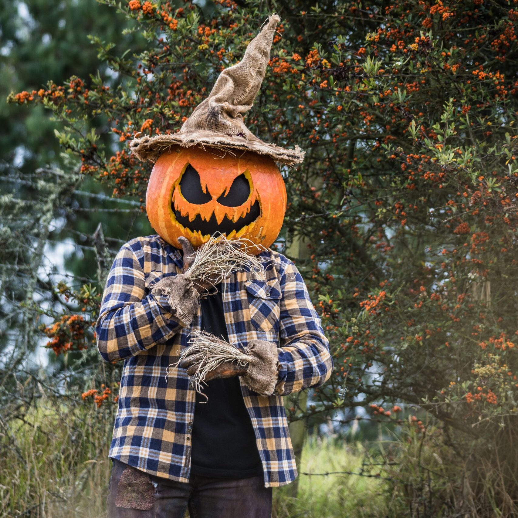 Halloween scarecrow with a carved pumpkin head in a forest setting, perfect for spooky themes.