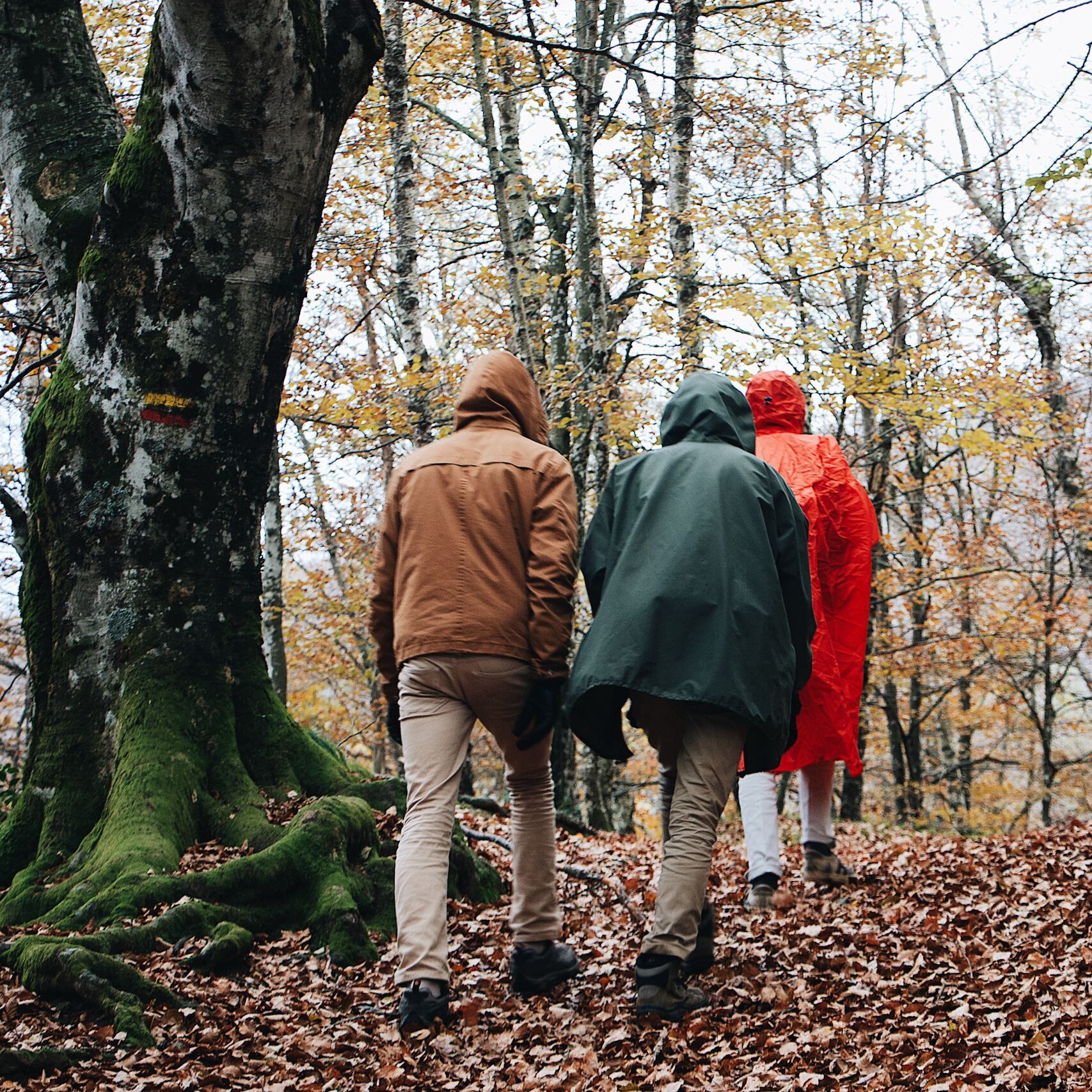 Three people hiking through a serene autumn forest in raincoats.